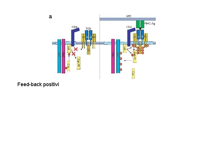 Feed-back positivi Lipide fosfatasi e Protein tirosin fosfatasi Ptd. Ins 3 P Tirosine fosforilate