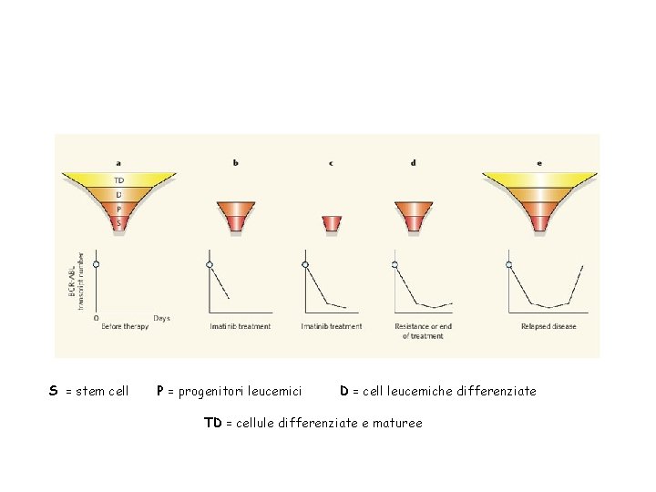 S = stem cell P = progenitori leucemici D = cell leucemiche differenziate TD