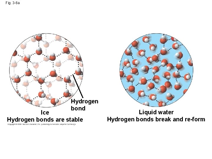 Fig. 3 -6 a Hydrogen bond Ice Hydrogen bonds are stable Liquid water Hydrogen