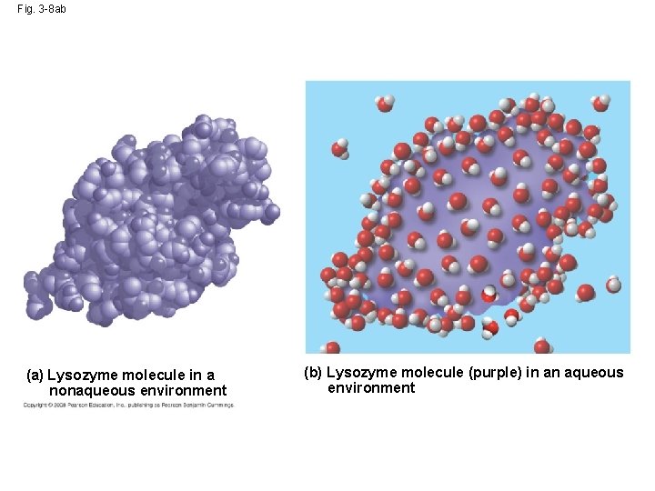 Fig. 3 -8 ab (a) Lysozyme molecule in a nonaqueous environment (b) Lysozyme molecule