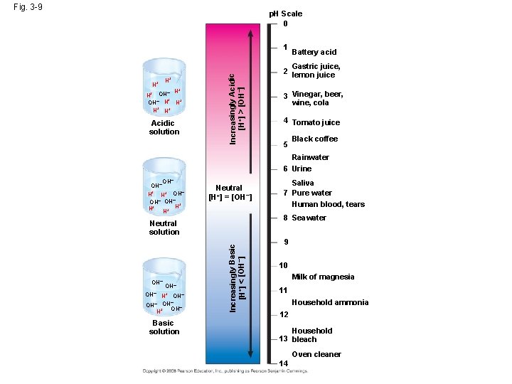 Fig. 3 -9 p. H Scale 0 H+ H+ + – H H+ OH–