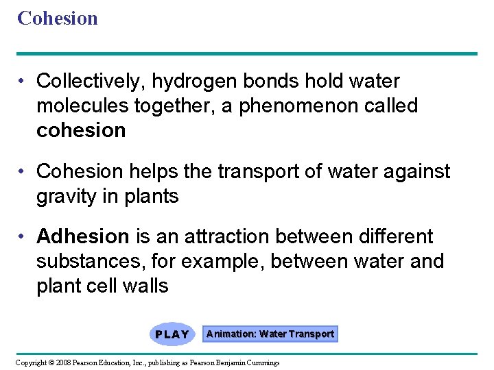 Cohesion • Collectively, hydrogen bonds hold water molecules together, a phenomenon called cohesion •