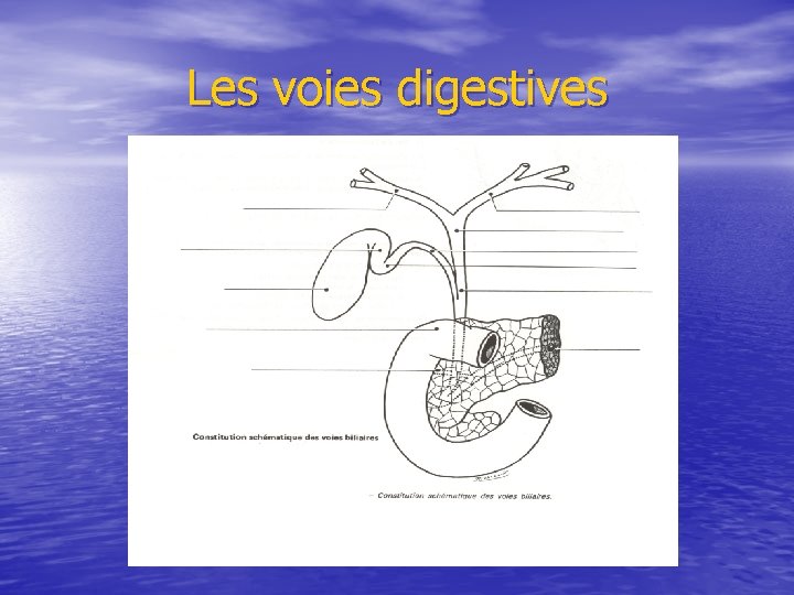 Les voies digestives 