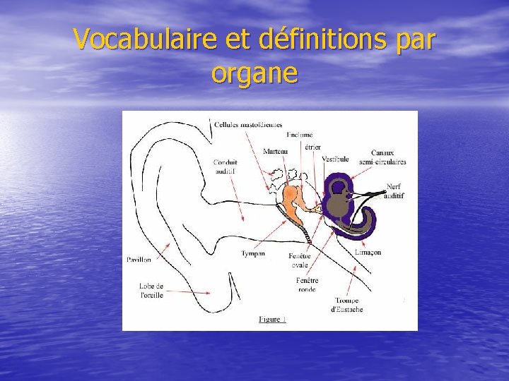 Vocabulaire et définitions par organe 