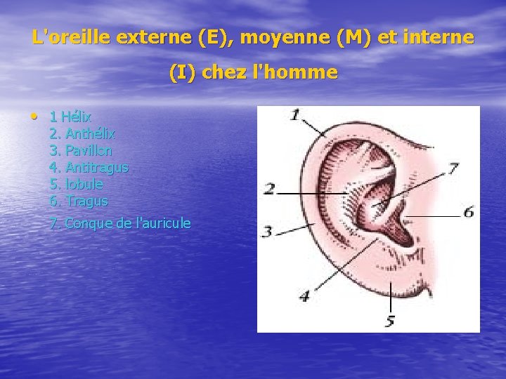 L'oreille externe (E), moyenne (M) et interne (I) chez l'homme • 1 Hélix 2.