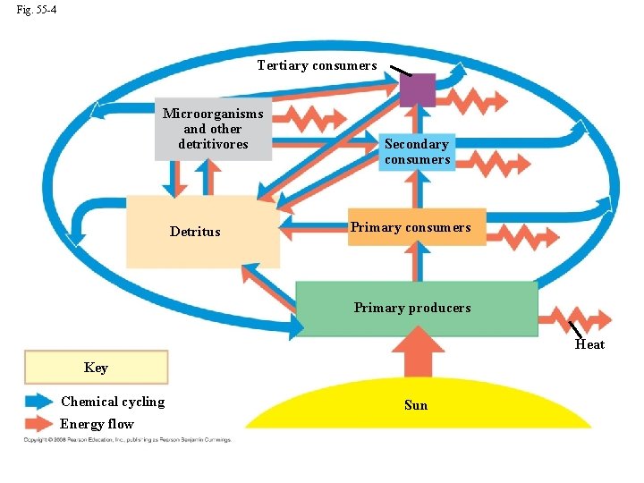 Fig. 55 -4 Tertiary consumers Microorganisms and other detritivores Detritus Secondary consumers Primary producers