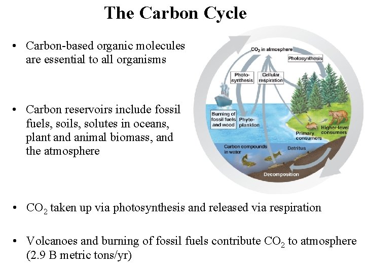 The Carbon Cycle • Carbon-based organic molecules are essential to all organisms • Carbon