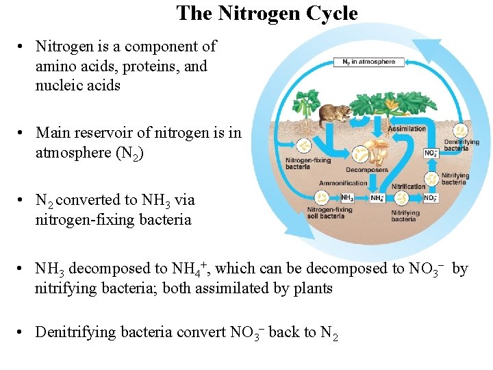 The Nitrogen Cycle • Nitrogen is a component of amino acids, proteins, and nucleic