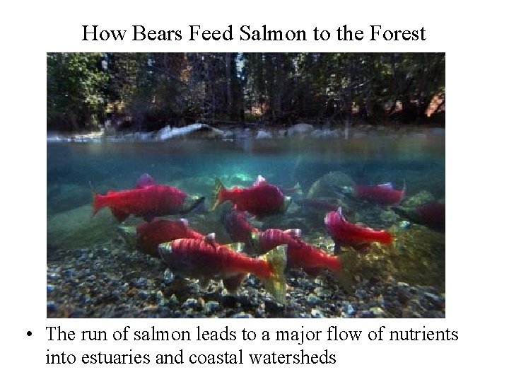 How Bears Feed Salmon to the Forest • The run of salmon leads to