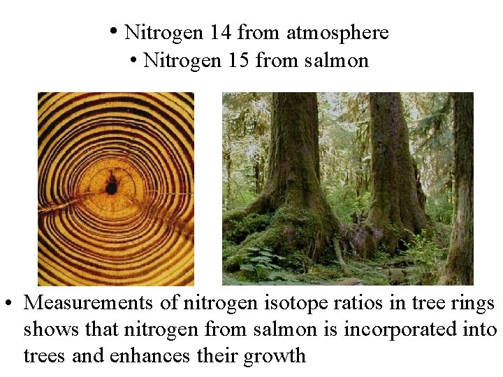  • Nitrogen 14 from atmosphere • Nitrogen 15 from salmon • Measurements of