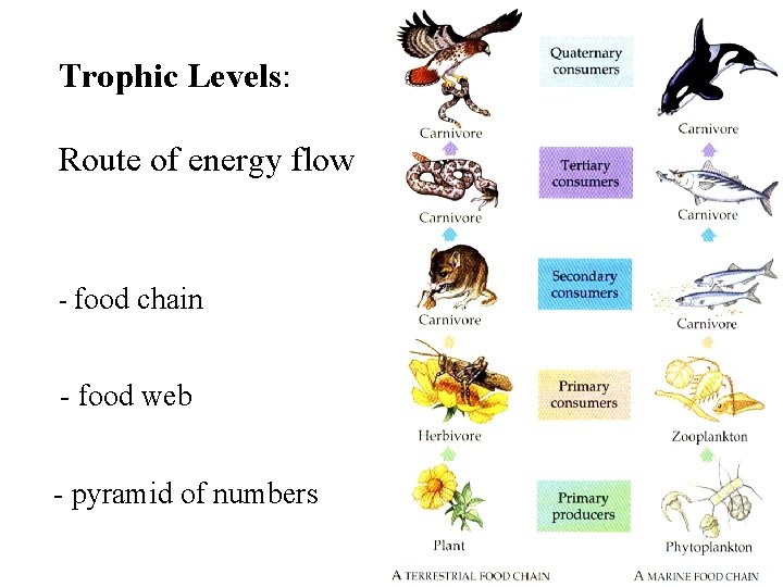 Trophic Levels: Route of energy flow - food chain - food web - pyramid