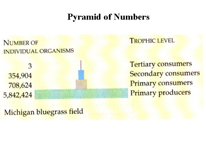 Pyramid of Numbers 