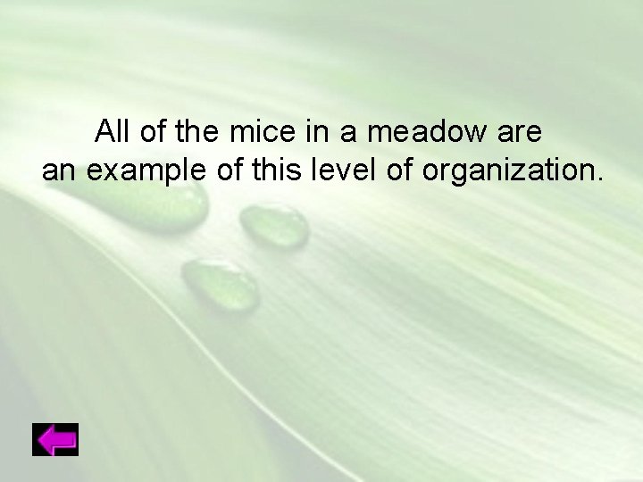 All of the mice in a meadow are an example of this level of