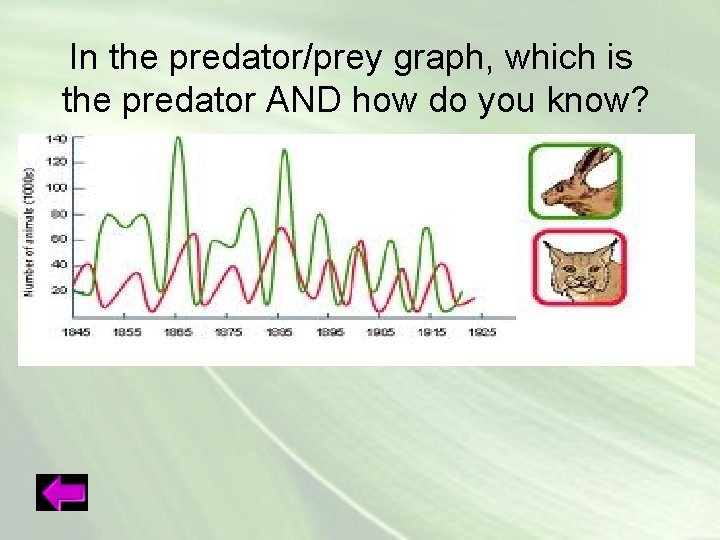 In the predator/prey graph, which is the predator AND how do you know? 
