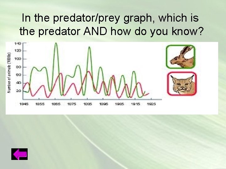 In the predator/prey graph, which is the predator AND how do you know? 