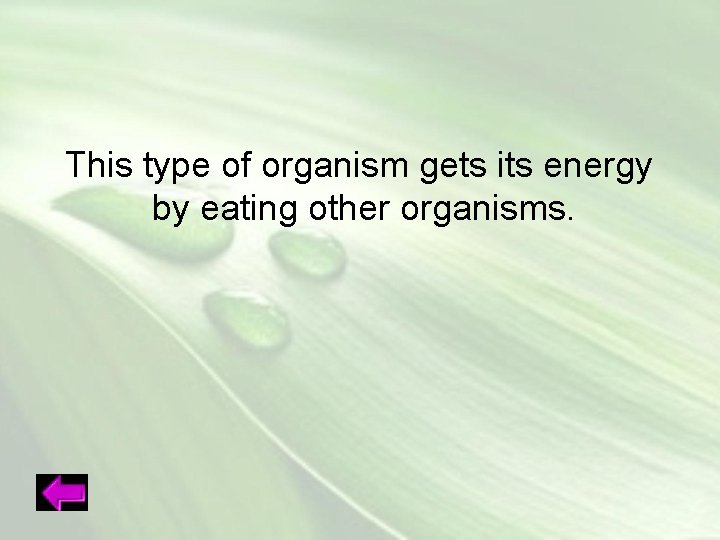 This type of organism gets its energy by eating other organisms. 