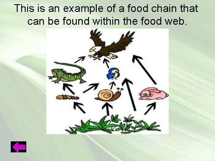 This is an example of a food chain that can be found within the