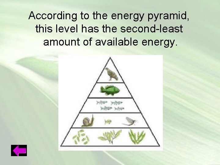 According to the energy pyramid, this level has the second-least amount of available energy.