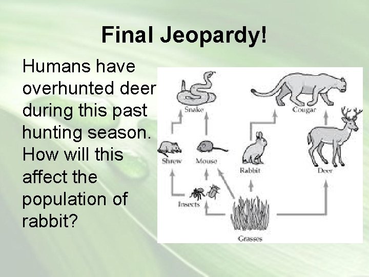 Final Jeopardy! Humans have overhunted deer during this past hunting season. How will this