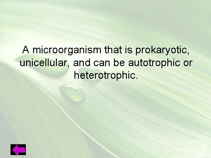 A microorganism that is prokaryotic, unicellular, and can be autotrophic or heterotrophic. 