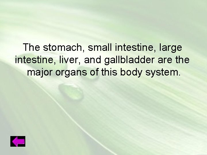 The stomach, small intestine, large intestine, liver, and gallbladder are the major organs of