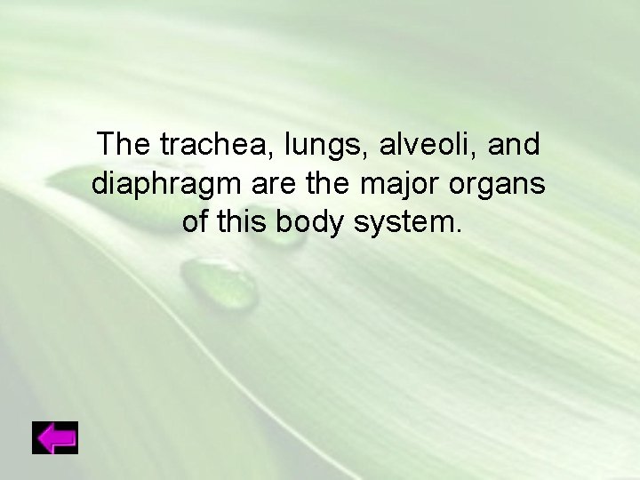 The trachea, lungs, alveoli, and diaphragm are the major organs of this body system.