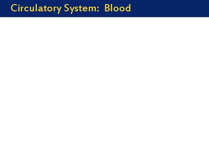 Circulatory System: Blood 