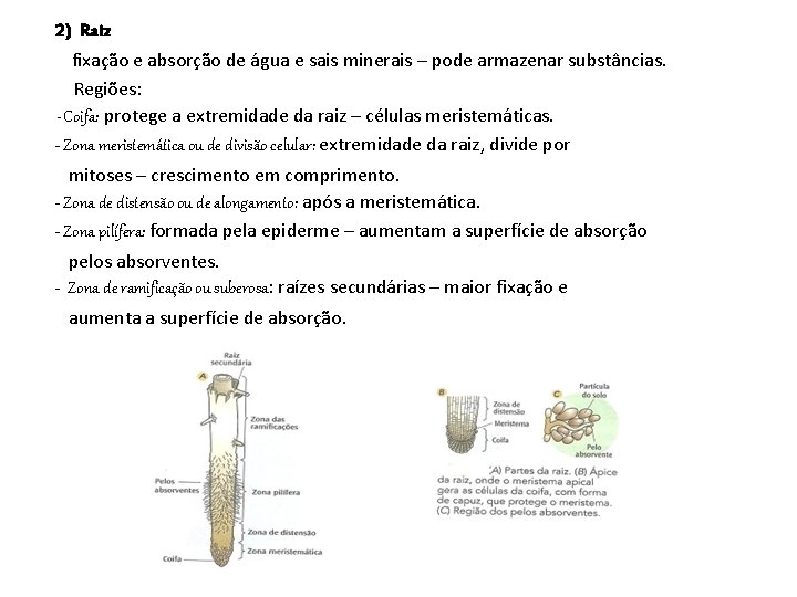 2) Raiz fixação e absorção de água e sais minerais – pode armazenar substâncias.