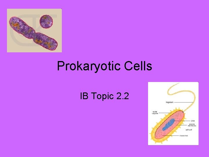Prokaryotic Cells IB Topic 2. 2 