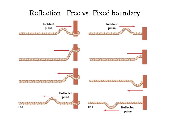 Reflection: Free vs. Fixed boundary 