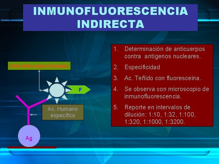 INMUNOFLUORESCENCIA INDIRECTA 1. Determinación de anticuerpos contra antígenos nucleares. Anti-anticuerpo humano 2. Especificidad 3.