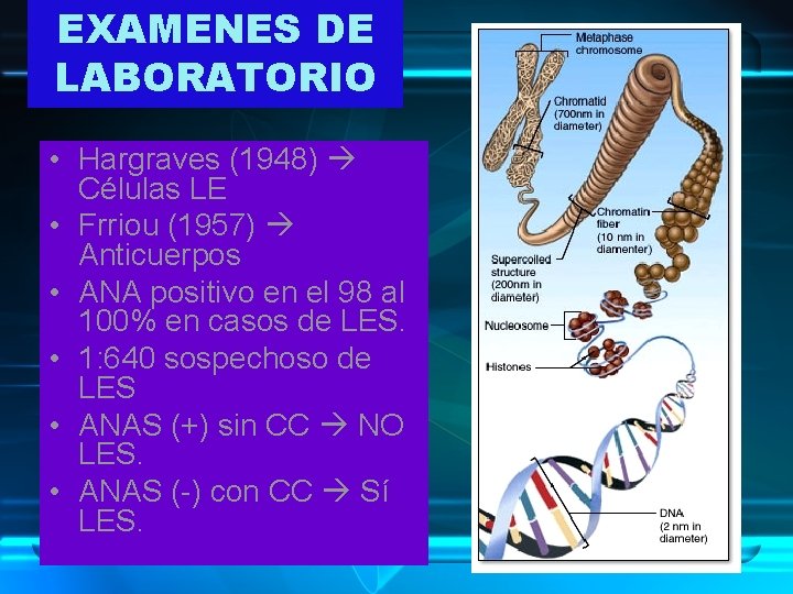 EXAMENES DE LABORATORIO • Hargraves (1948) Células LE • Frriou (1957) Anticuerpos • ANA