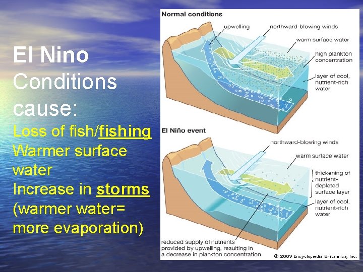 El Nino Conditions cause: Loss of fish/fishing Warmer surface water Increase in storms (warmer