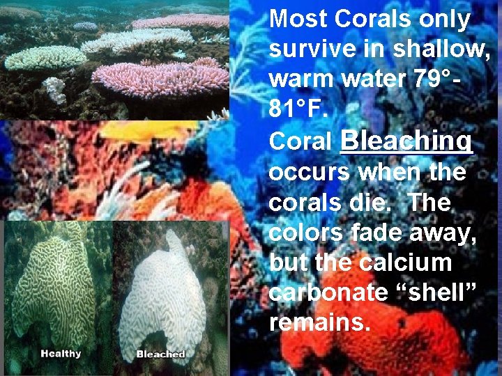 Most Corals only survive in shallow, warm water 79° 81°F. Coral Bleaching occurs when