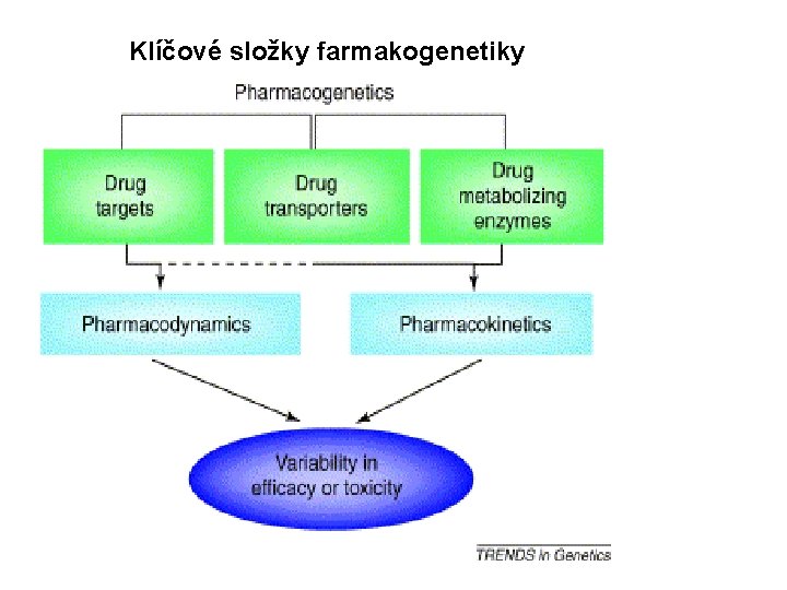 Klíčové složky farmakogenetiky 