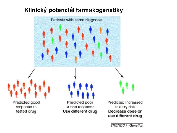 Klinický potenciál farmakogenetiky 