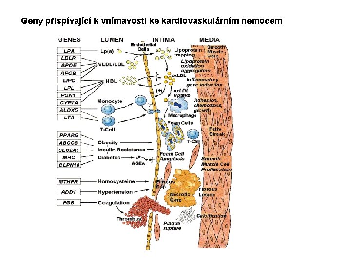 Geny přispívající k vnímavosti ke kardiovaskulárním nemocem 