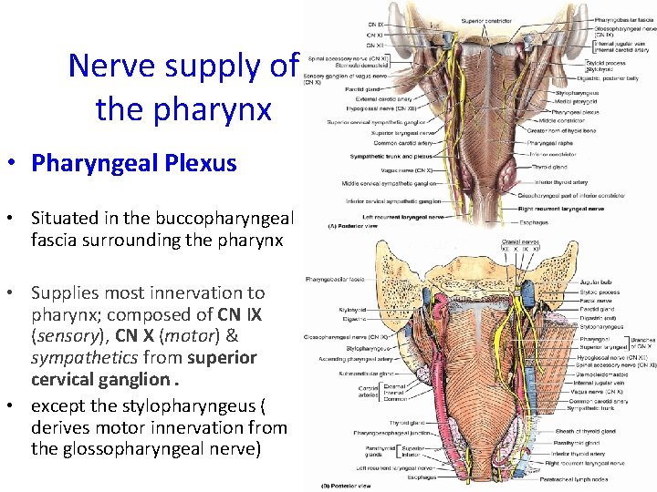 Nerve supply of the pharynx • Pharyngeal Plexus • Situated in the buccopharyngeal fascia