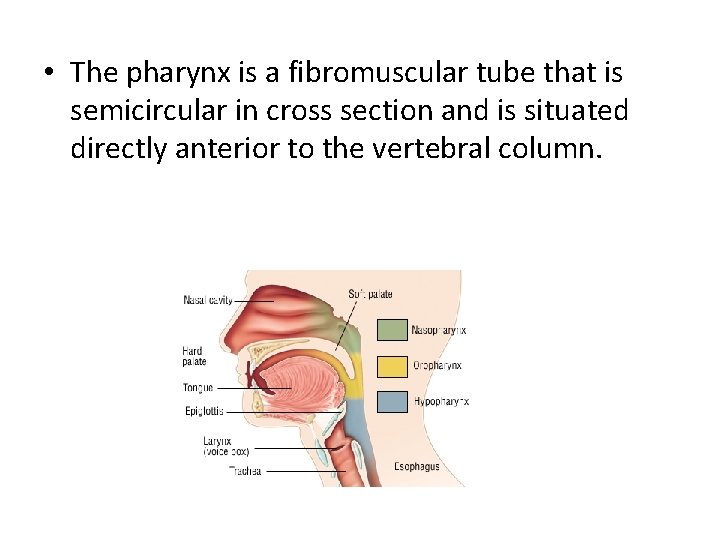  • The pharynx is a fibromuscular tube that is semicircular in cross section
