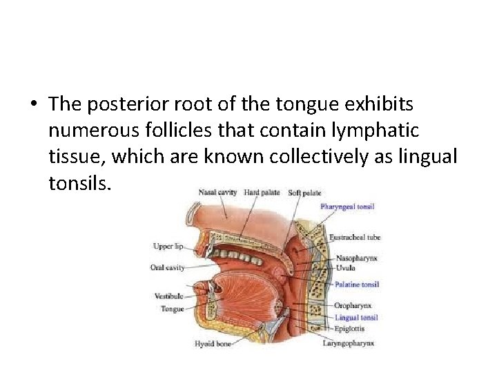  • The posterior root of the tongue exhibits numerous follicles that contain lymphatic