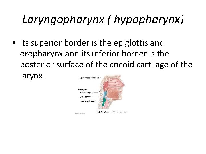 Laryngopharynx ( hypopharynx) • its superior border is the epiglottis and oropharynx and its