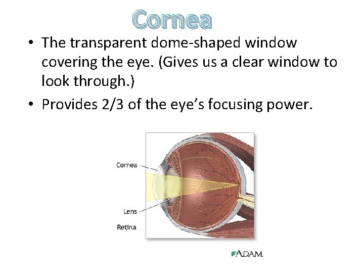 Cornea • The transparent dome-shaped window covering the eye. (Gives us a clear window