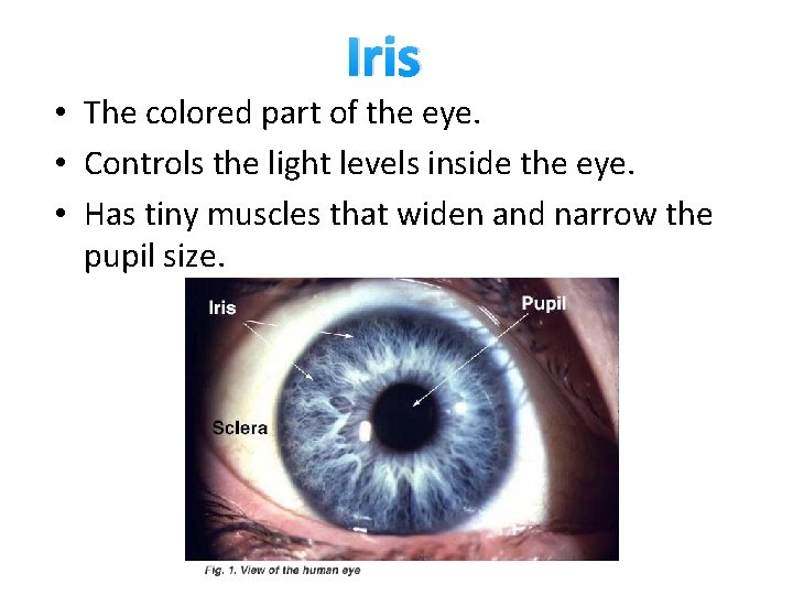 Iris • The colored part of the eye. • Controls the light levels inside