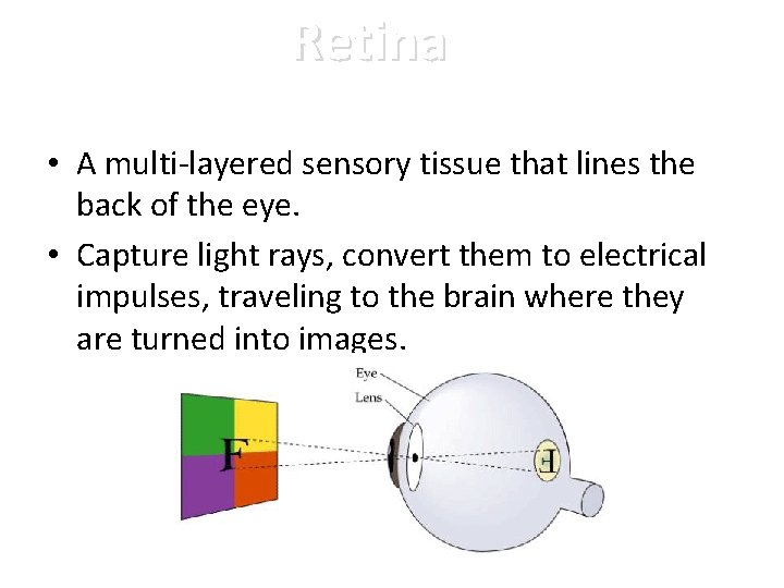 Retina • A multi-layered sensory tissue that lines the back of the eye. •