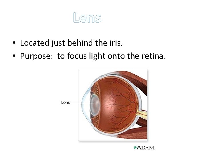 Lens • Located just behind the iris. • Purpose: to focus light onto the