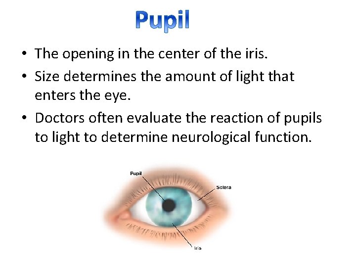  • The opening in the center of the iris. • Size determines the