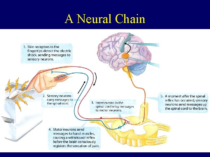 A Neural Chain 