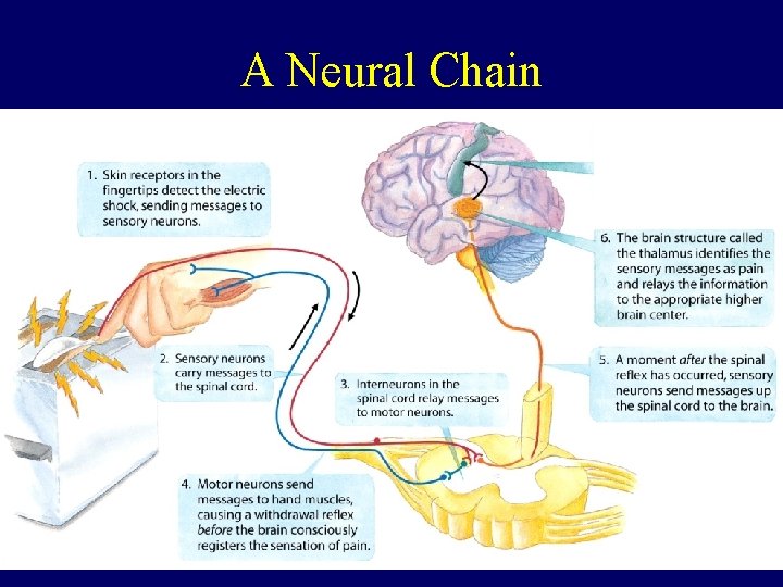 A Neural Chain 