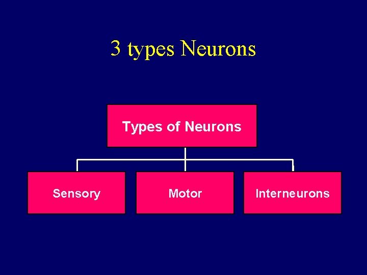 3 types Neurons Types of Neurons Sensory Motor Interneurons 