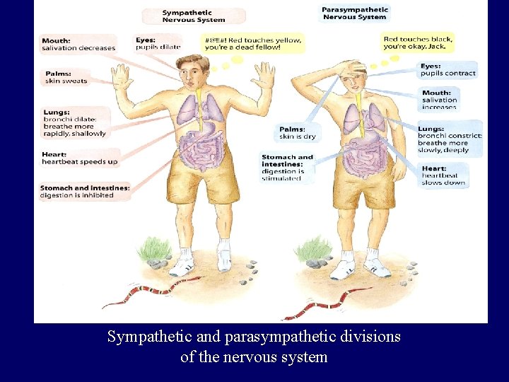 Sympathetic and parasympathetic divisions of the nervous system 